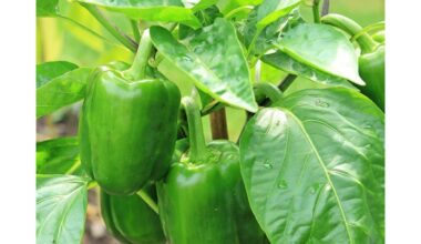 sodinti paprikas po dvi į vieną duobutę