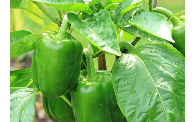 sodinti paprikas po dvi į vieną duobutę