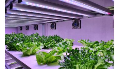 augalai, užauginti kosmose