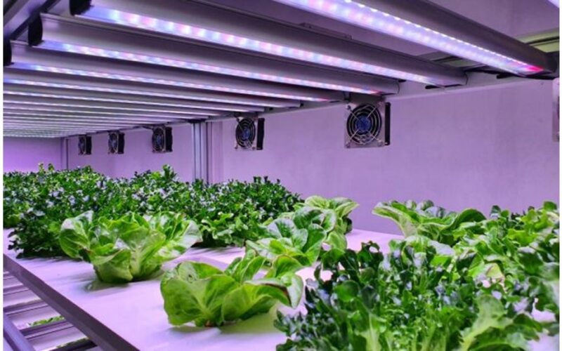 augalai, užauginti kosmose