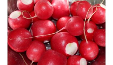 prasta derlingumas kartus skonis