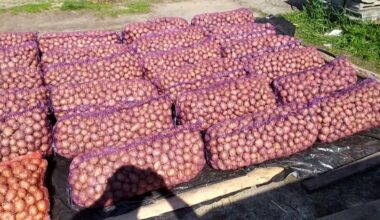 bulvių derlius ir kokybė patarimai