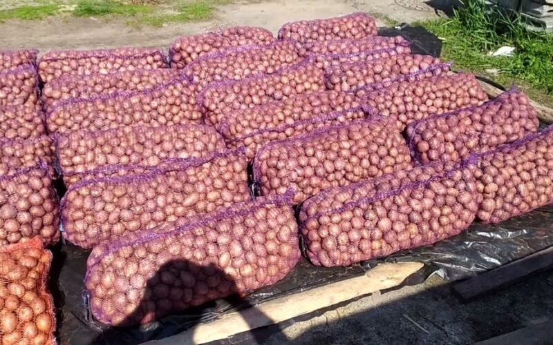 bulvių derlius ir kokybė patarimai