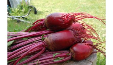 pilant tirpalą po burokėliais