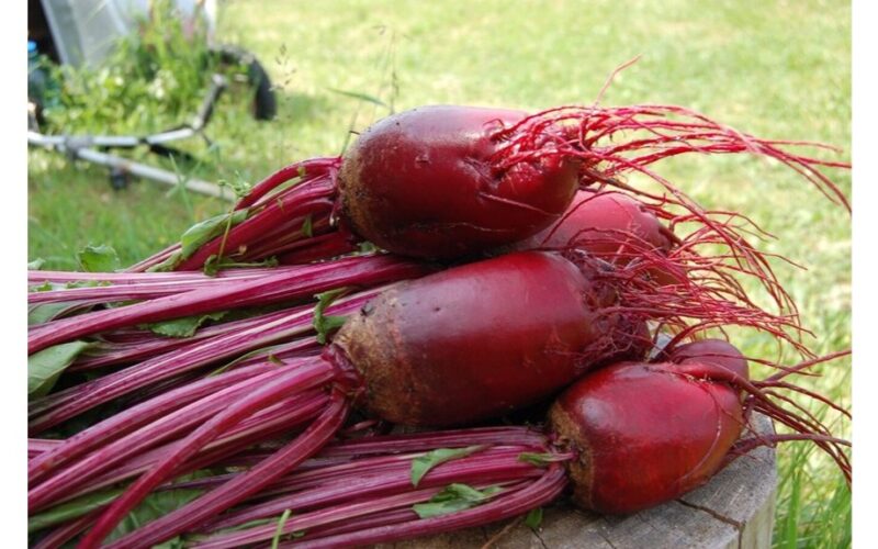 pilant tirpalą po burokėliais