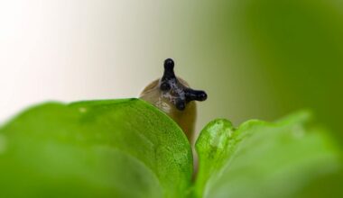 miltelinis cukrus nesustabdys šliužų