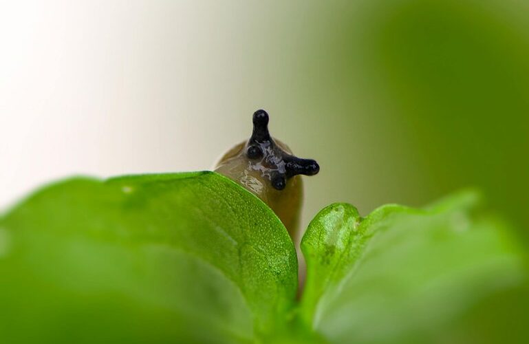 miltelinis cukrus nesustabdys šliužų