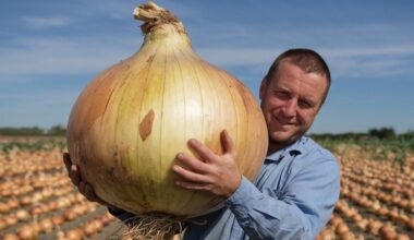 paruoškite svogūnus prieš tręšdami