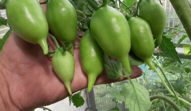 išvengti žiedo pabaigos puvimo