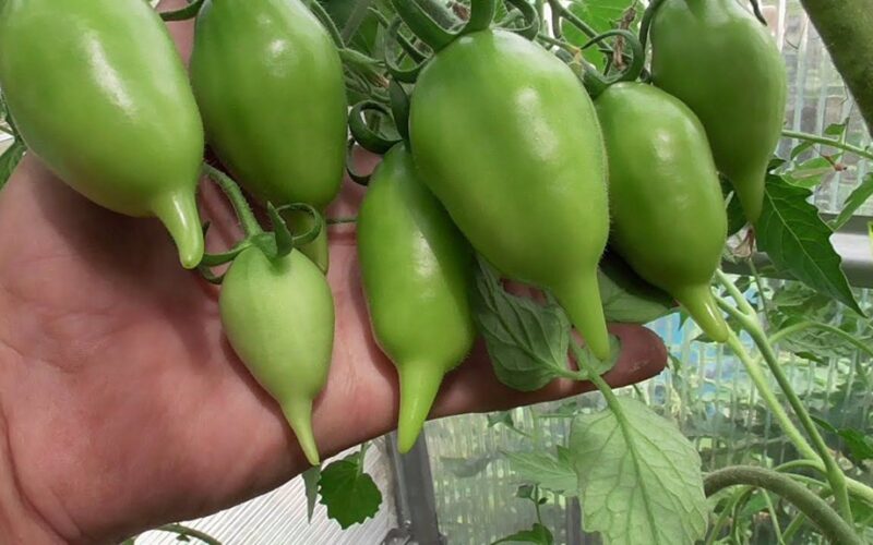 išvengti žiedo pabaigos puvimo