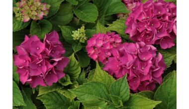 nupjauk šias keturias daugiametes augalus