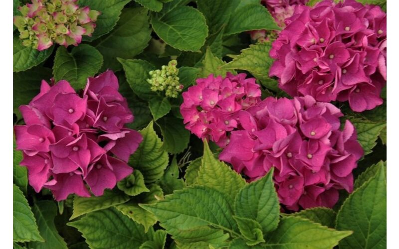 nupjauk šias keturias daugiametes augalus