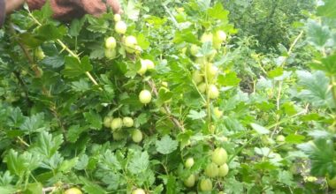 apgenėtos žemuoginių krūmų šaknų link