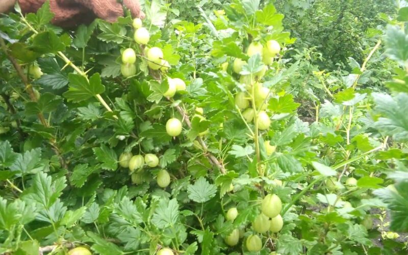 apgenėtos žemuoginių krūmų šaknų link