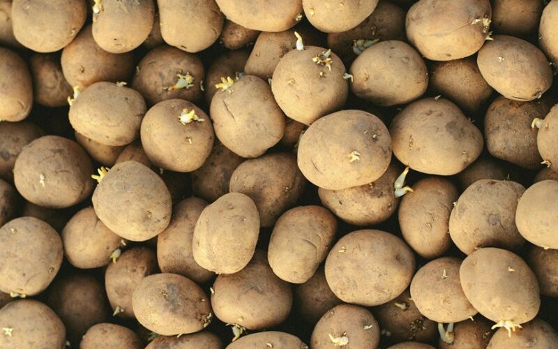 įdėkite sėklines bulves į duobę