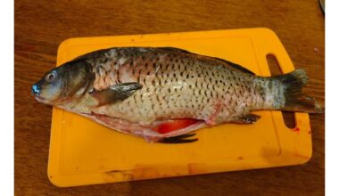 greitas be netvarkos mastelis