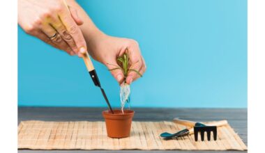 greitas įsišaknijimas su kornevinu