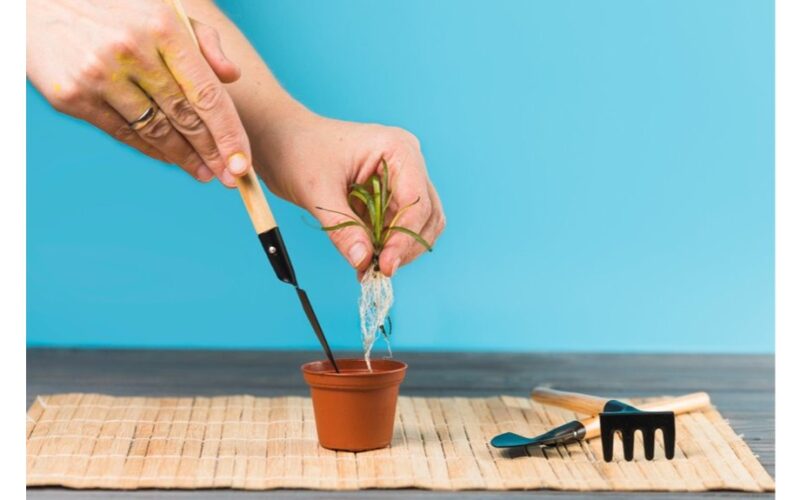 greitas įsišaknijimas su kornevinu