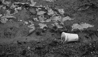 paaukštintos lysvės atgaivintos miško paklote