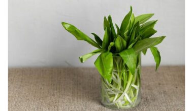 ramson privalumai paaiškinti dabar