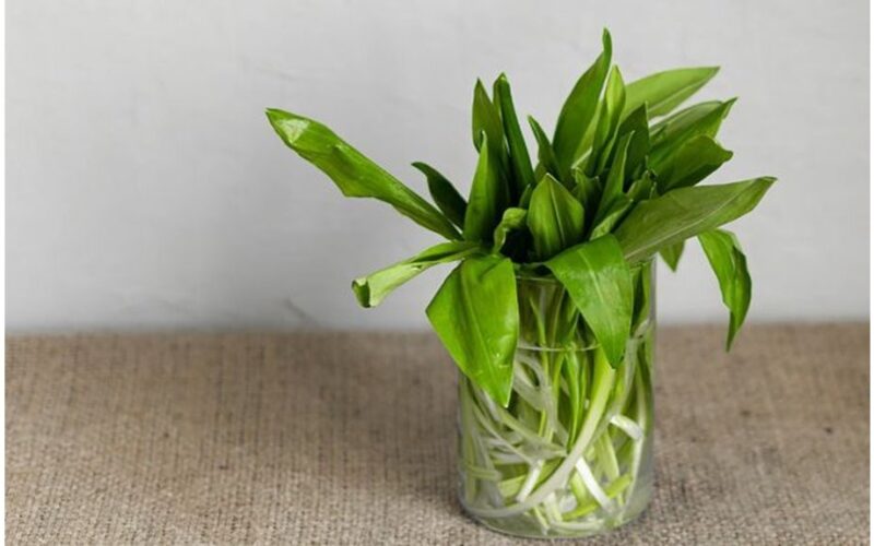 ramson privalumai paaiškinti dabar