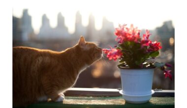 tikras botoksas augalams