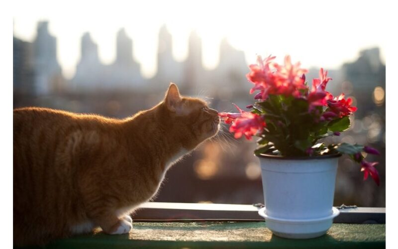 tikras botoksas augalams