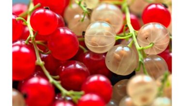 raudonieji serbentai kaip vynuogių dydžio