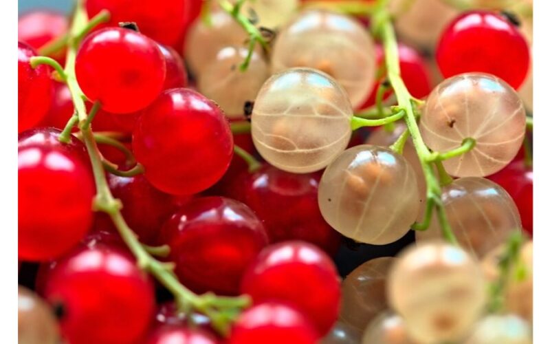 raudonieji serbentai kaip vynuogių dydžio