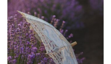 atgaivinti šalčio pažeistus levandų krūmus