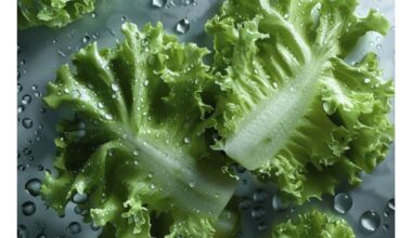 Akimirksniu atgaivinkite sumirkusį salotų lapą