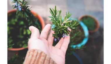 rozmarinas dauginamas auginiais