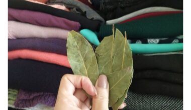 spintelė su lauro lapais