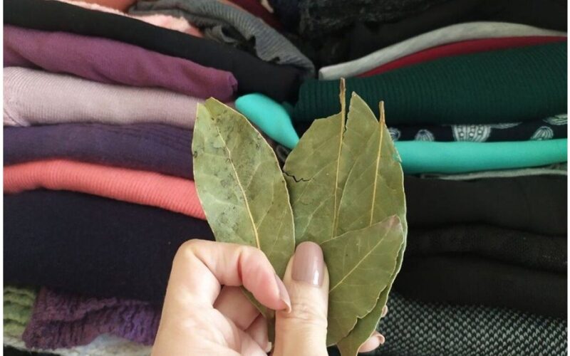 spintelė su lauro lapais