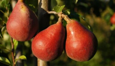 rūdžių erkutės dingo nuo medžių