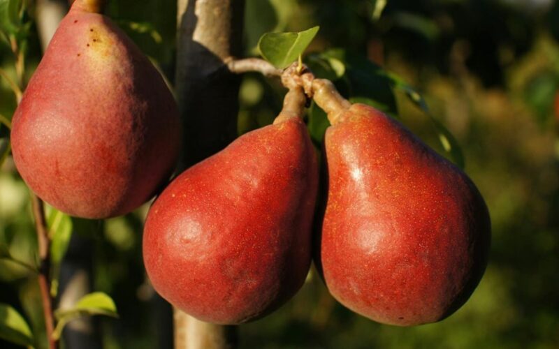 rūdžių erkutės dingo nuo medžių