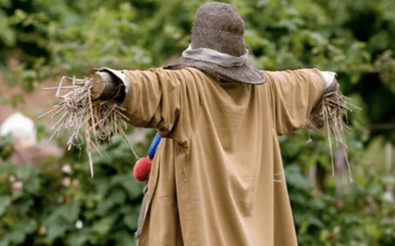 gąsdinantis šiaudinukas, atbaidantis paukščius