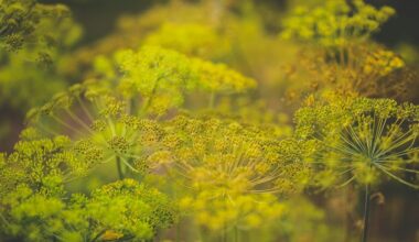 išbarstyti krapų sėklos naudingi sodams