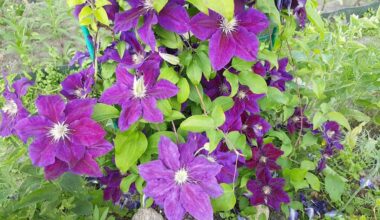 paslaptys, kaip prižiūrėti klematisus