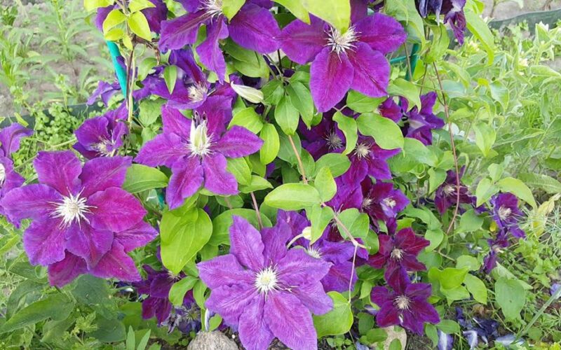 paslaptys, kaip prižiūrėti klematisus