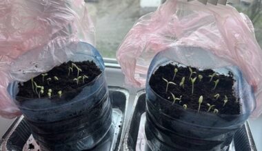 daigai dygsta per lėtai