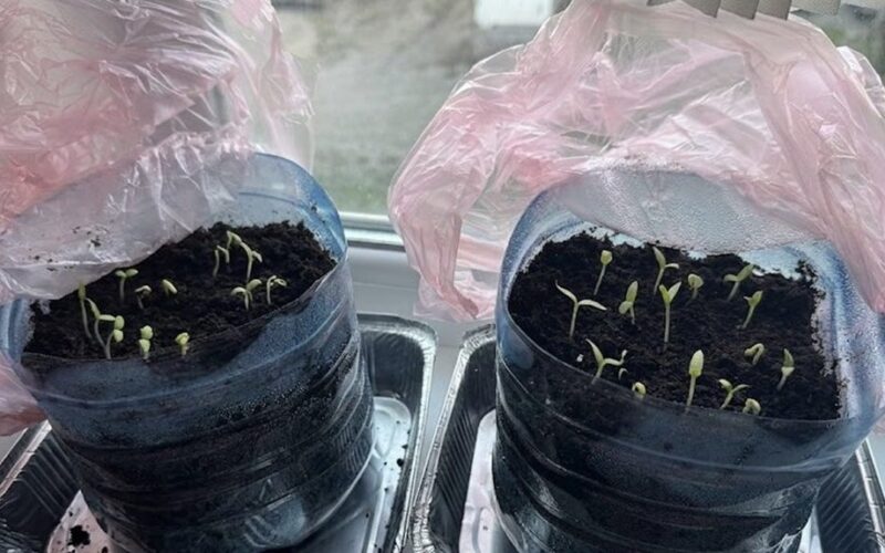 daigai dygsta per lėtai