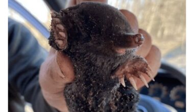 septynių akrų žiurkiukas nemokamas turtas