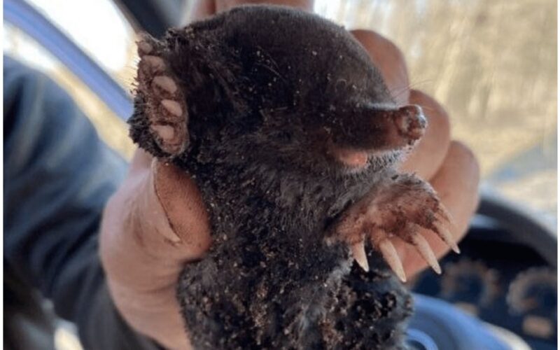 septynių akrų žiurkiukas nemokamas turtas