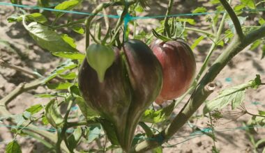 septynios mylimos aukštos pomidorų veislės