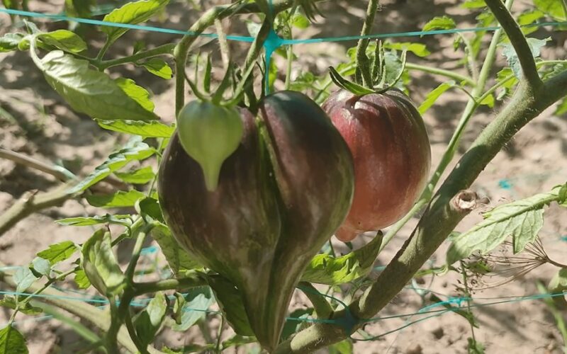 septynios mylimos aukštos pomidorų veislės