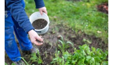septyniasdešimt metų derlinga paveldėta žemė