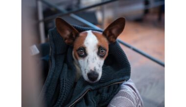 septynios dalykai, kurių šunys nekenčia