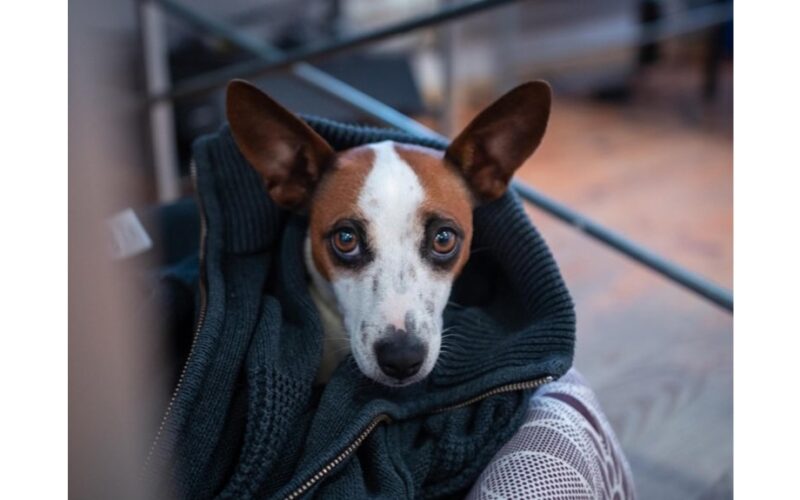 septynios dalykai, kurių šunys nekenčia