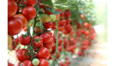 kratant pomidorų krūmus